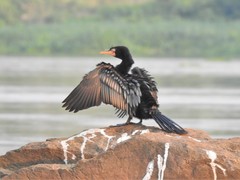 Microcarbo africanus