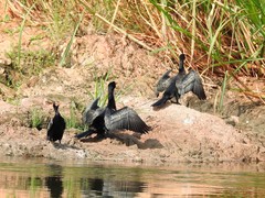 Microcarbo africanus