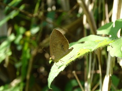 Miletus mallus
