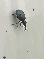 Ischnopterapion virens