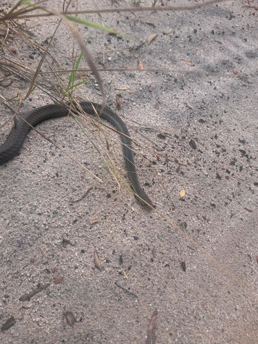 Lesser Black Whipsnake sighting