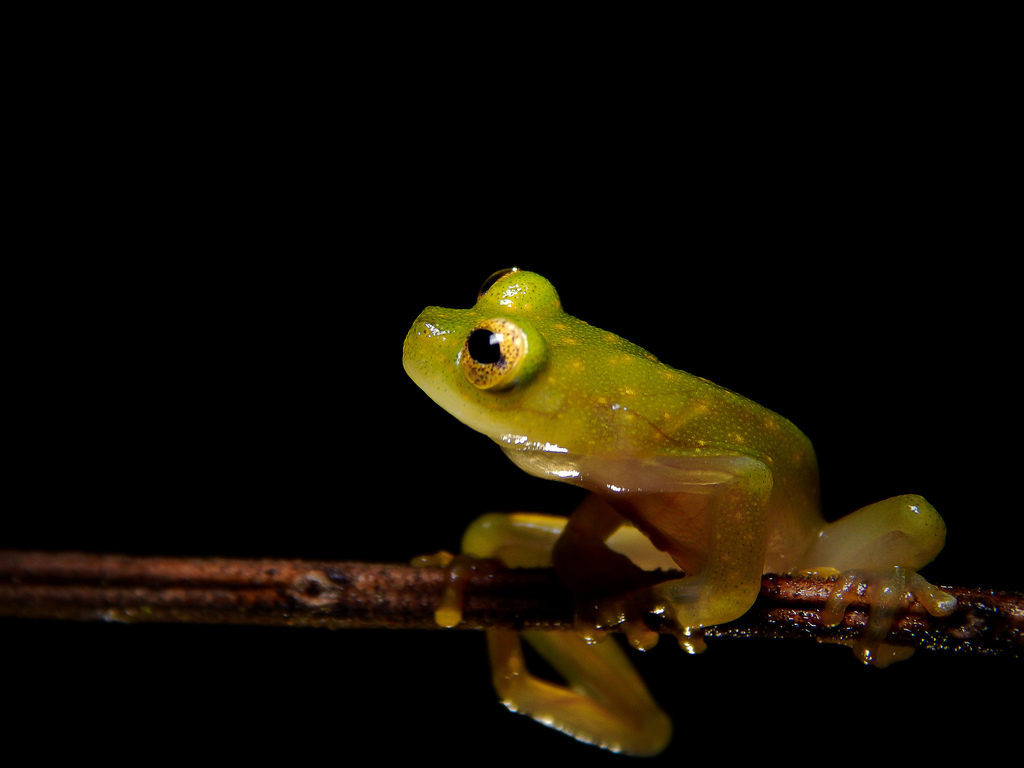 Tatayo's Glass Frog