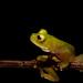 Tatayo's Glass Frog - Photo (c) Khristian Venegas Valencia, some rights reserved (CC BY-NC), uploaded by Khristian Venegas Valencia