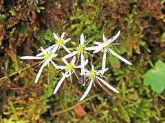 Charagochilus