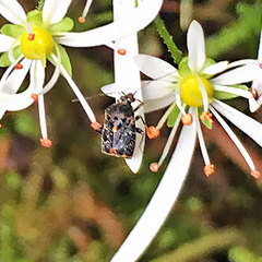 Charagochilus