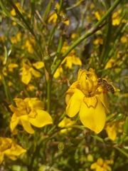 Moraea ramosissima, photograph author not stated, no rights reserved