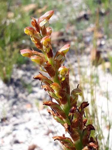 Net Monadisa (Disa reticulata)