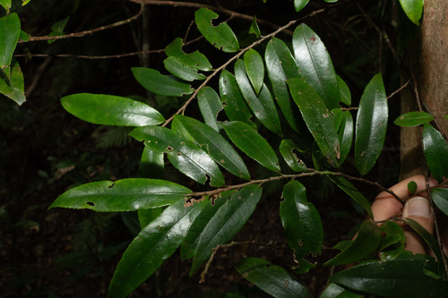 Eurya osimensis iNat (2)