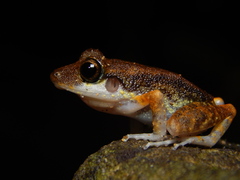 Pristimantis gaigei