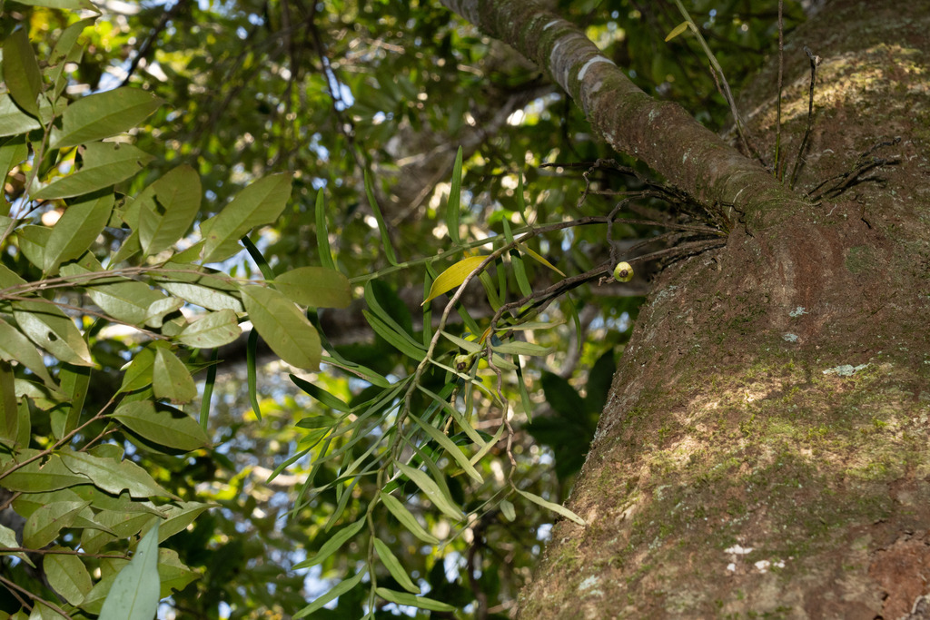Dendrobium okinawense Hatus. & Ida 2