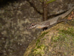 Anolis tolimensis
