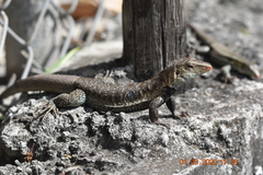 Pholidoscelis griswoldi