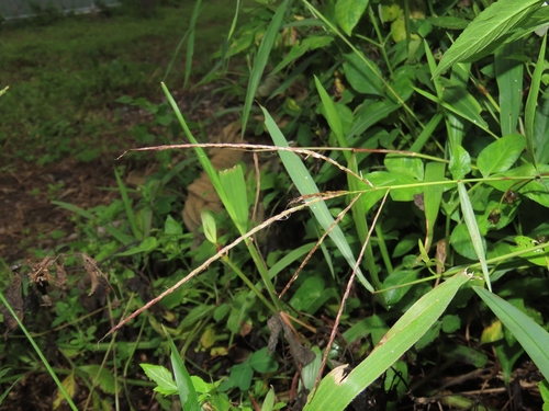 Microstegium biaristatum observed 2025-12-06