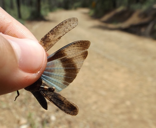 Blue-Winged Grasshopper