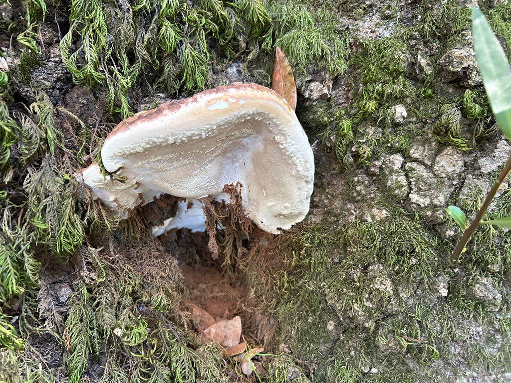 Ganoderma brownii · December 2025 · photo: © nettiecat (iNaturalist, cc-by)