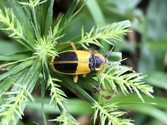 Chauliognathus flavipes