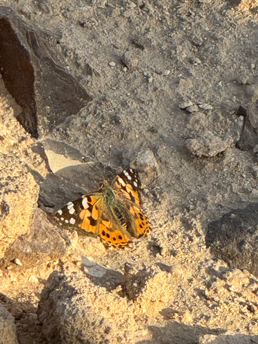 Painted Lady
