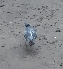 Columba livia domestica