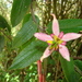 Passiflora trinervia - Photo (c) John Ocampo, μερικά δικαιώματα διατηρούνται (CC BY), uploaded by John Ocampo