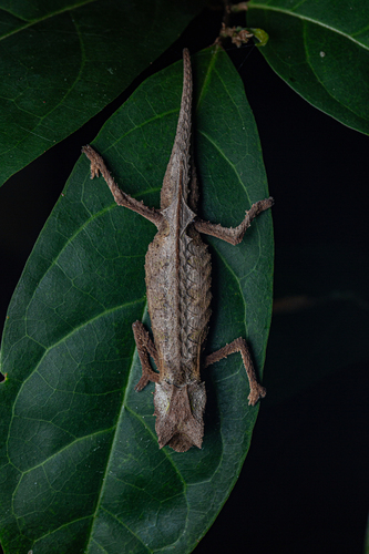 Plated Leaf Chameleon