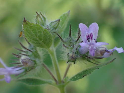 Mesosphaerum suaveolens image