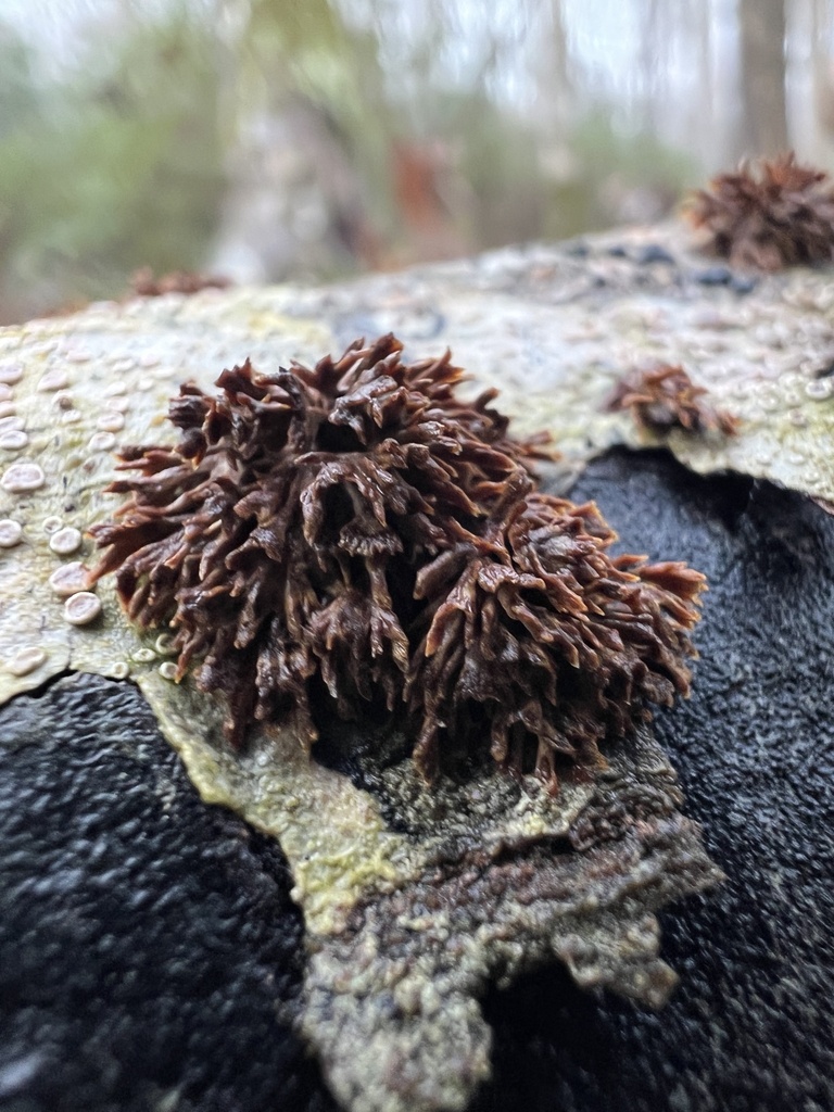 Hydnoporia olivacea · December 2025 · photo: © annegp (iNaturalist, cc0)