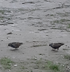 Sturnus vulgaris