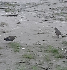 Sturnus vulgaris