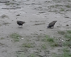 Sturnus vulgaris