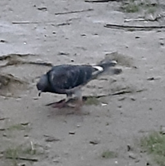 Columba livia domestica