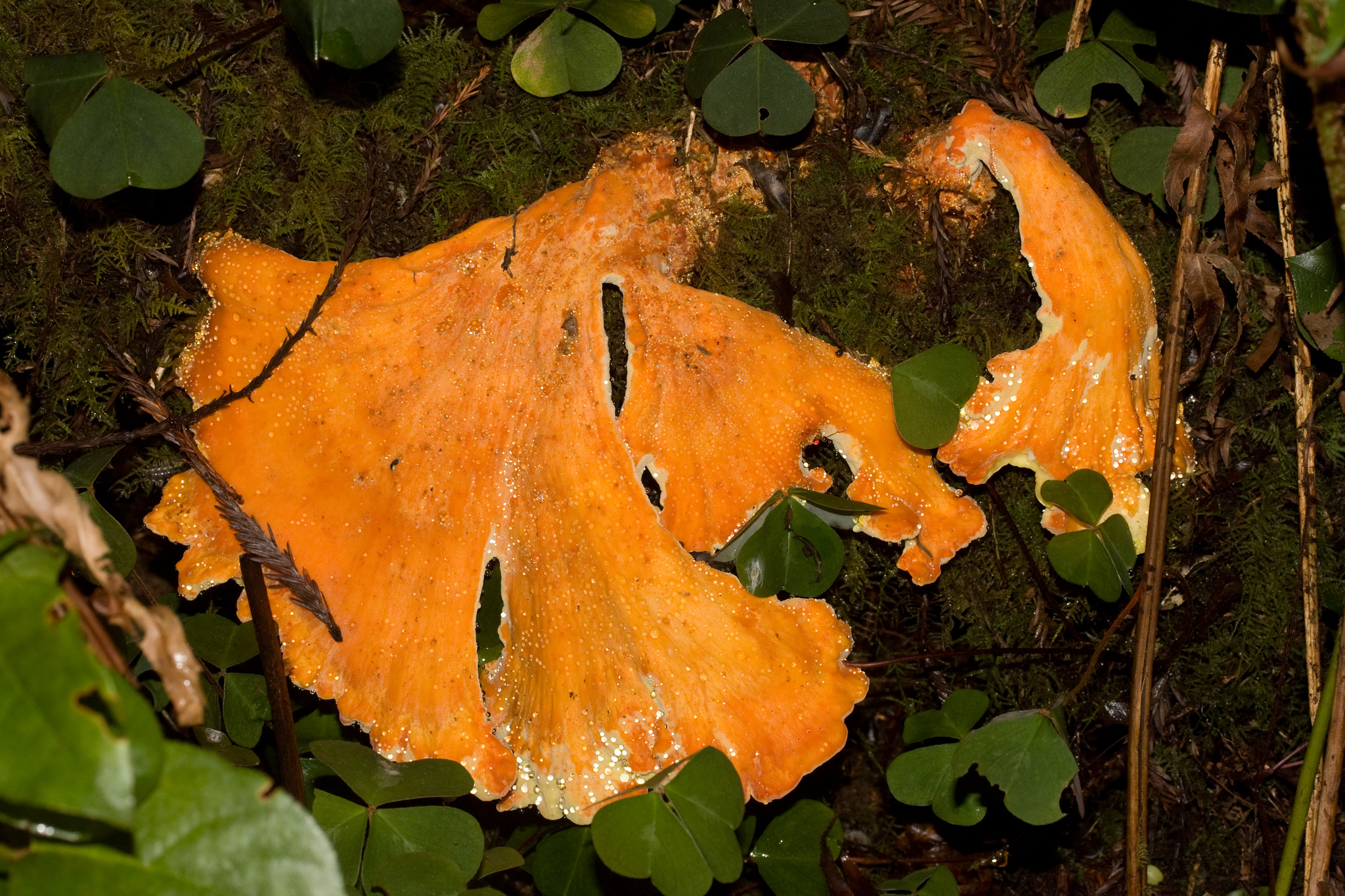 Laetiporus conifericola image
