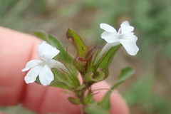 Dyschoriste burchellii