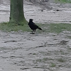 Corvus corone
