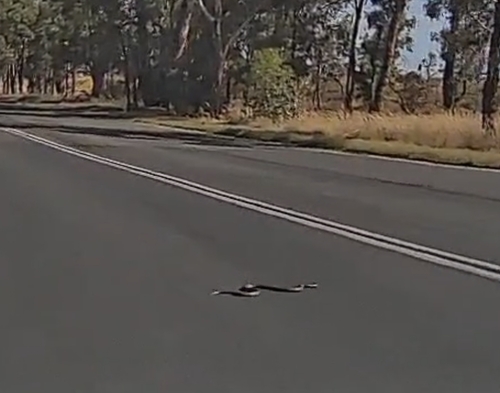 Eastern Brown Snake sighting