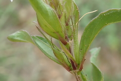 Dyschoriste burchellii