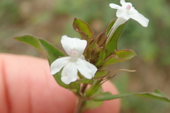 Dyschoriste burchellii