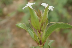 Dyschoriste burchellii