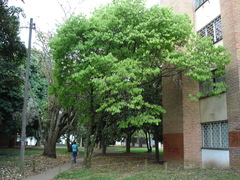 Passiflora sphaerocarpa