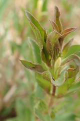 Dyschoriste burchellii