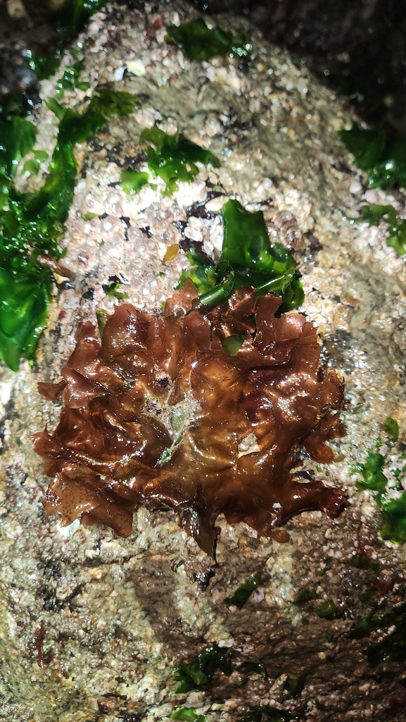 Neoharaldiophyllum mirabile