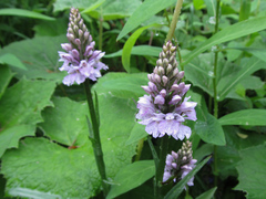 Dactylorhiza maculata