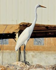 Ardea alba