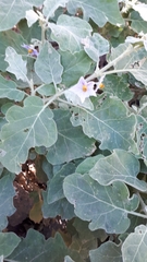 Solanum incanum
