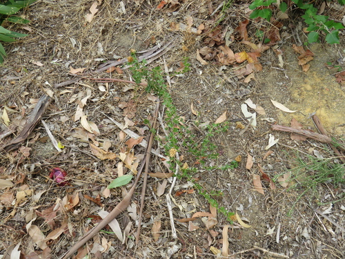Image of Peninsula Dottypea (Psoralea fruticans) by (c) Jeremy Gilmore, some rights reserved (CC BY)