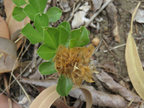Psoralea fruticans, photograph 1