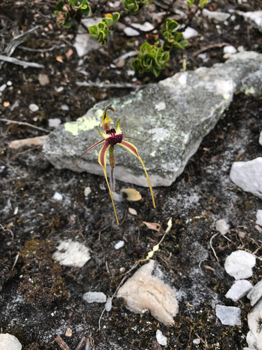 Caladenia dilatata observed 2025-12-06