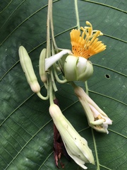 Passiflora macrophylla