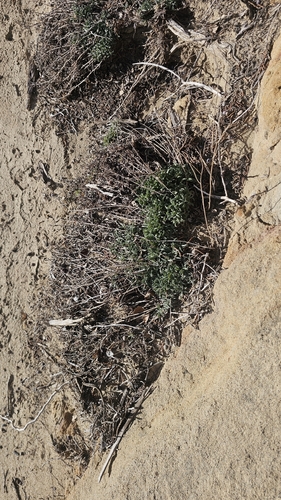 Rough Hairy False Goldenaster (Heterotheca polothrix)