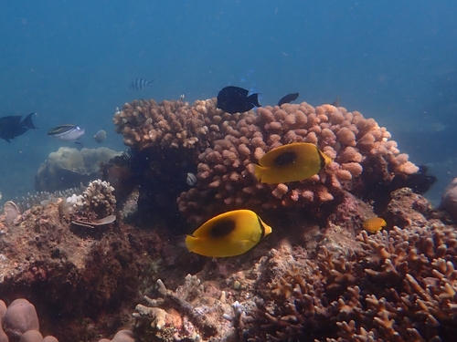 Oval-spot Butterflyfish — seen at this dive site