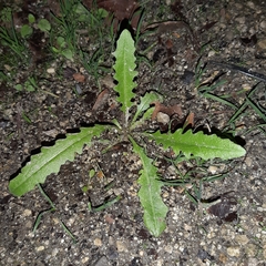Hypochaeris radicata